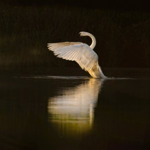 Media 'swandawn_resized.jpg' in category 'Special Techniques and Creative Effects'