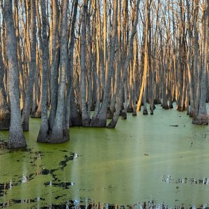 Media 'IMG_7474.jpeg' in category 'Nature and Landscapes'