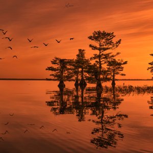 BS9A8953-Blue Cypress Lake.jpg