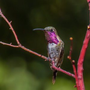Media '1746 Ash Canyon, AZ-Lucifer Hummingbird (M).jpg' in category 'Birds'