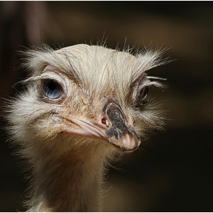 Media '3U8A0164-002Nandoub.jpg' in category 'Wildlife'