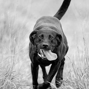 Media 'birdiexl.jpg' in category 'Pets'