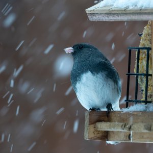 R5II3724-DxO_DeepPRIME 3-1.jpg