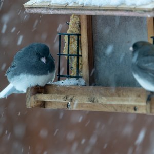 R5II3706-DxO_DeepPRIME 3-1.jpg