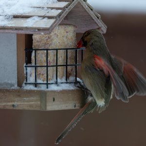 R5II4573-DxO_DeepPRIME XD2s-1.jpg