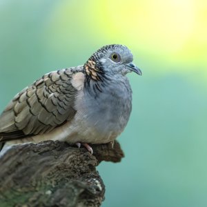 _WP_6749-DxO_DeepPRIME XD2s-Edit.jpg