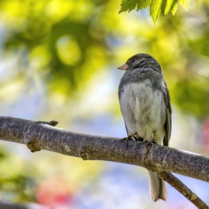 IMG_2295 (Junco) (Small).jpeg