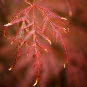 Media 'Decay Bokeh.jpg' in category 'Games and Competitions'