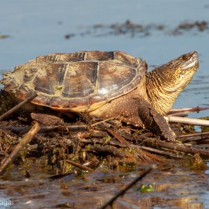 Media '50D4_8678-2025.jpg' in category 'Wildlife'