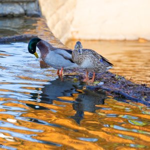 ducks 1 dec 14.jpg