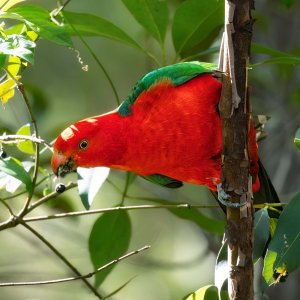 R5m2 R5M28049 Crop 1600.jpg