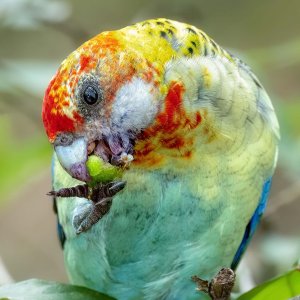 R5m2 R5M28100 Crop 1600 FR.jpg