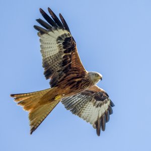 Red Kite 1.jpg