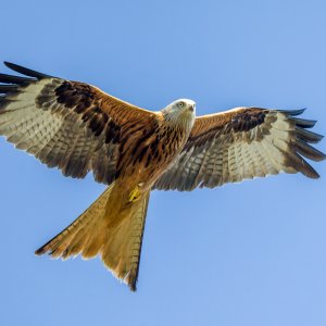 Red Kite 2.jpg