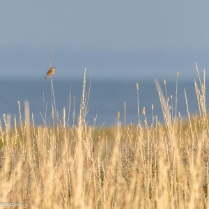 R5II1828.jpg