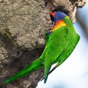 R5m2 R5M27430 Crop 1600.jpg