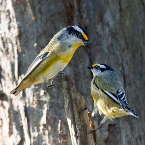 Media 'R5m2 R5M27462 Crop 1600.jpg' in category 'Birds'